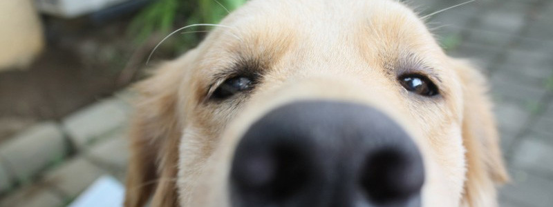 Close up of dog nose, sniffing at camera