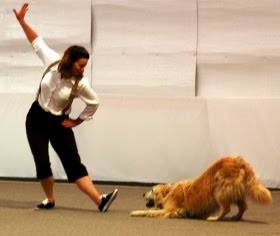Golden retriever and handler performing a choreographed trick