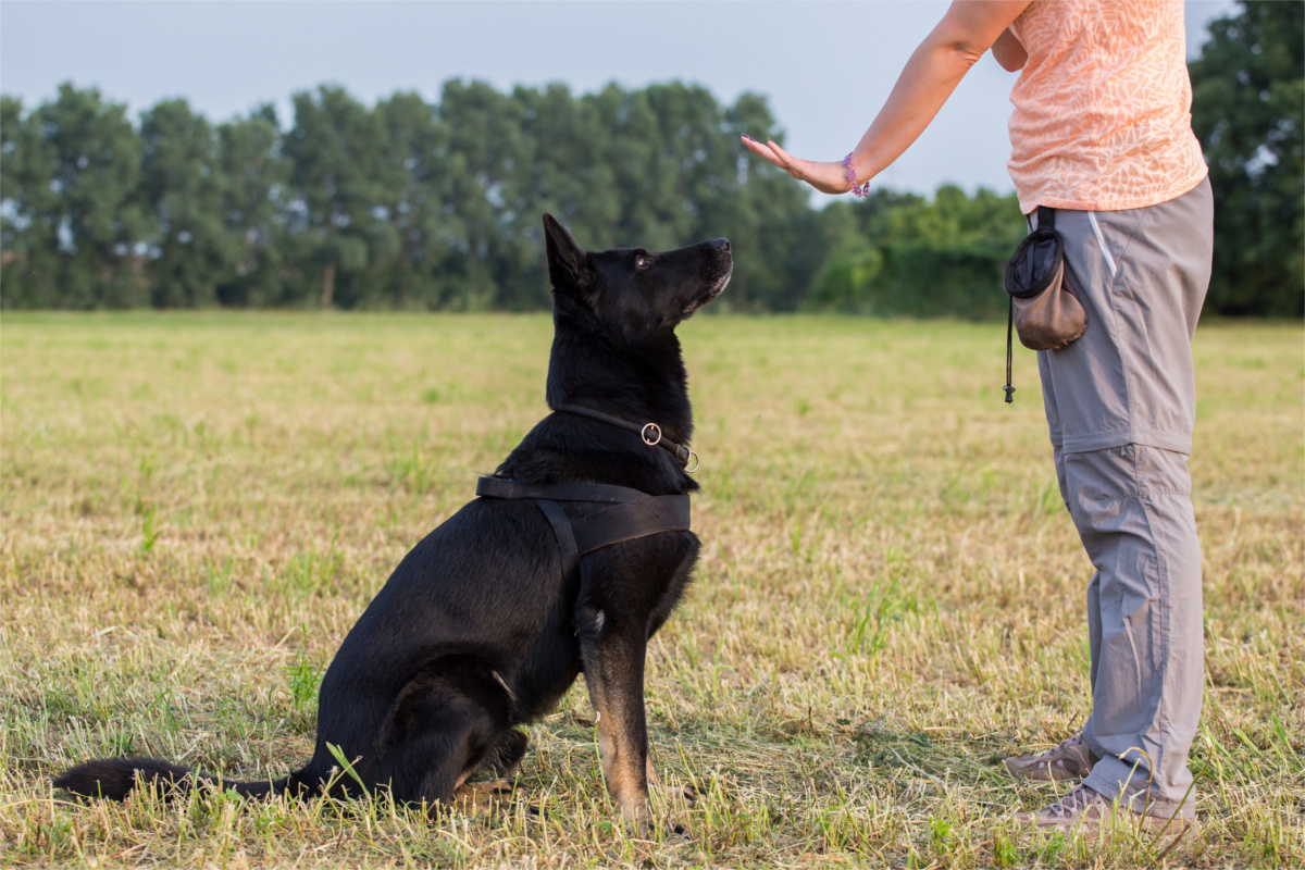Woman signaling to dog during training