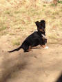 Puppy on sand hill