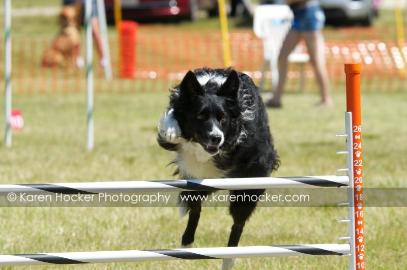 Front-facing view of dog in the air humping a hurdle.