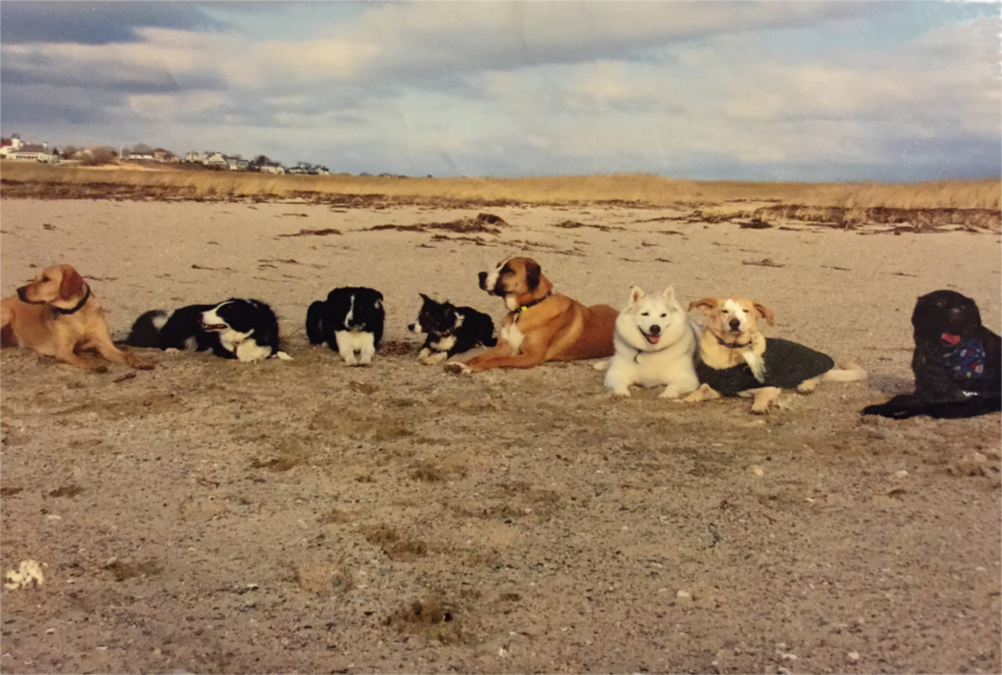 Dogs on field trip on Cape Cod beach